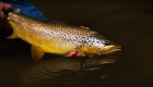 "Fly Fishing Trout in Tight & Shallow — Fly Fishing in the Willows on Chile's Rio Simpson"