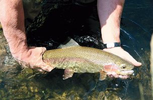 Beetle Patterns for Summer Trout
