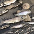 Colorado Fishery Wiped Out After Mudslide
