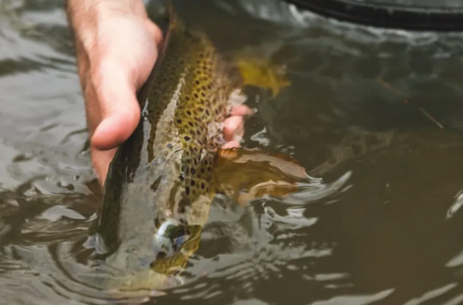 reviving a trout