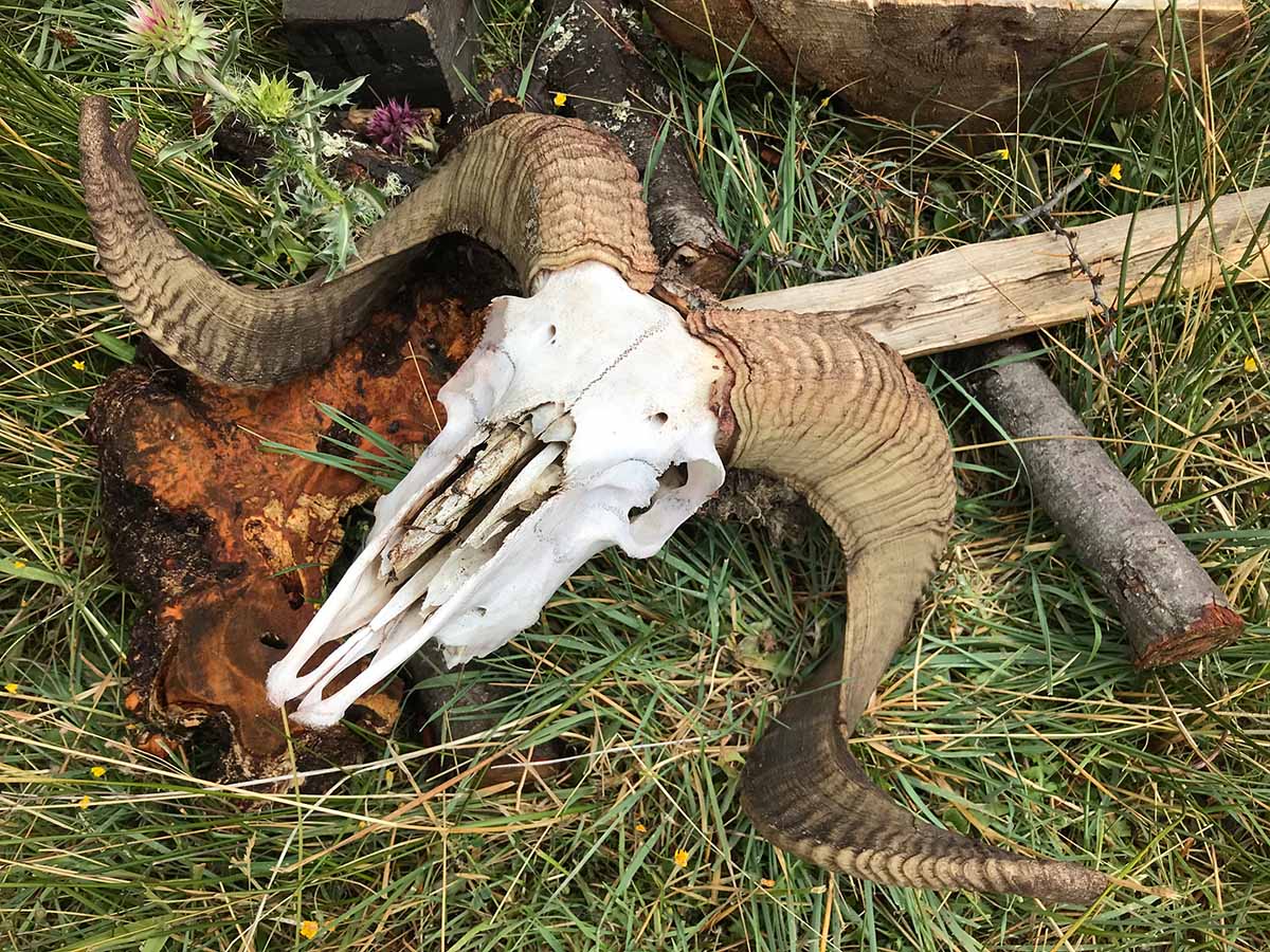 A ram's skull in the grass