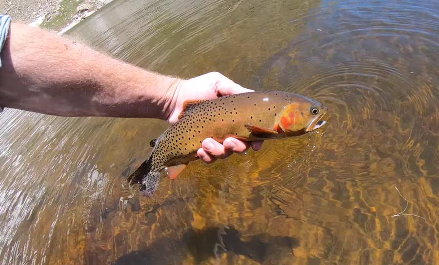 alpine trout