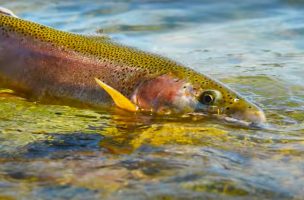 “The Best Angle To Cast to a Feeding Trout”