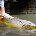Guide Secrets for Late-Summer Trout