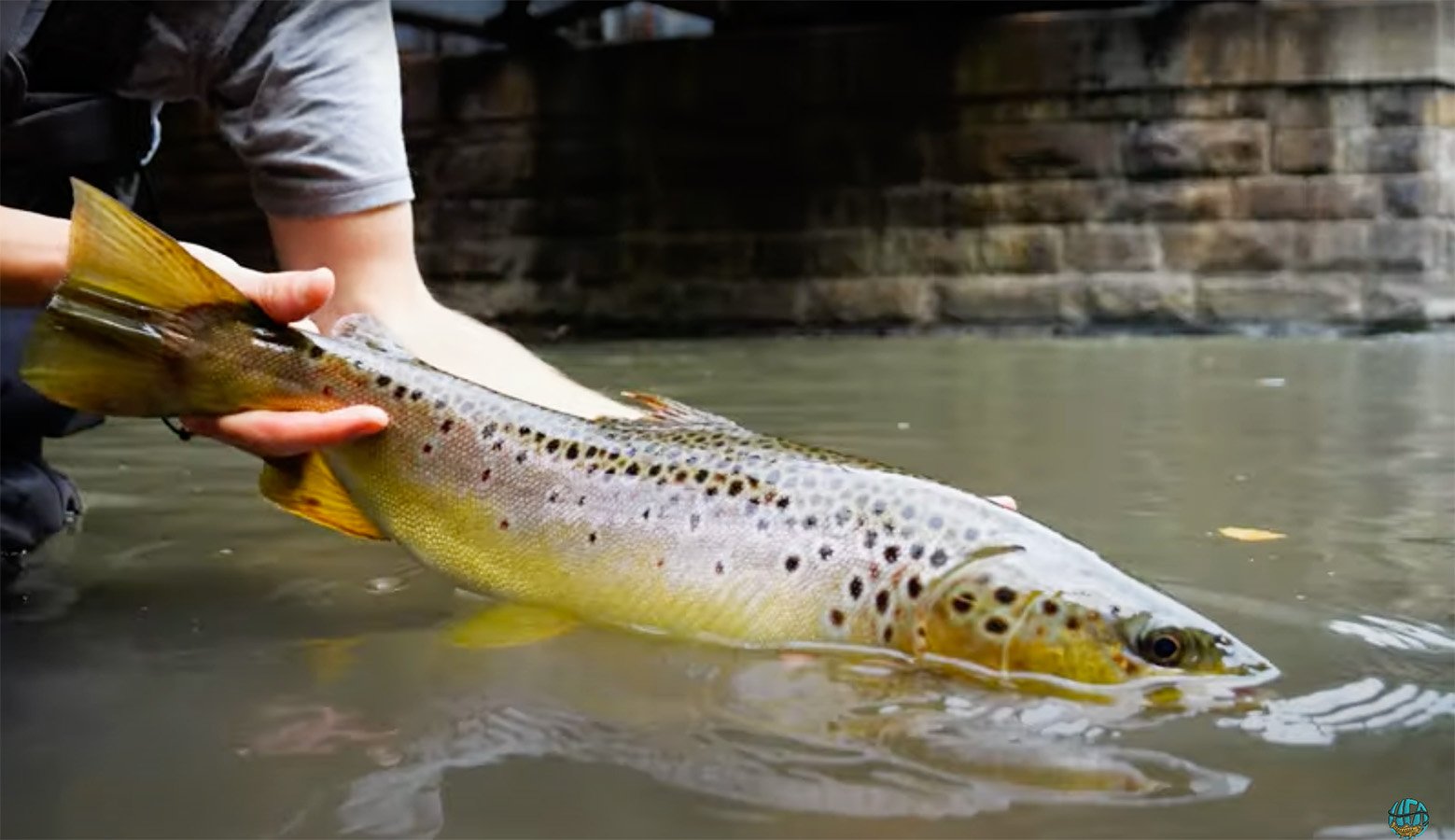 Guide Secrets for Late-Summer Trout