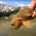 "Cruising Trout in Alpine Lakes"