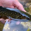 10 Tips for Fishing Small Streams