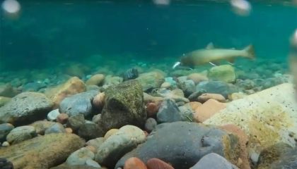 "Bull Trout Devours Cutthroat - Beauty and Brutality"