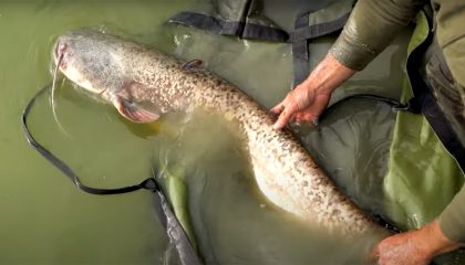 "Fly Fishing for Catfish in the UK"