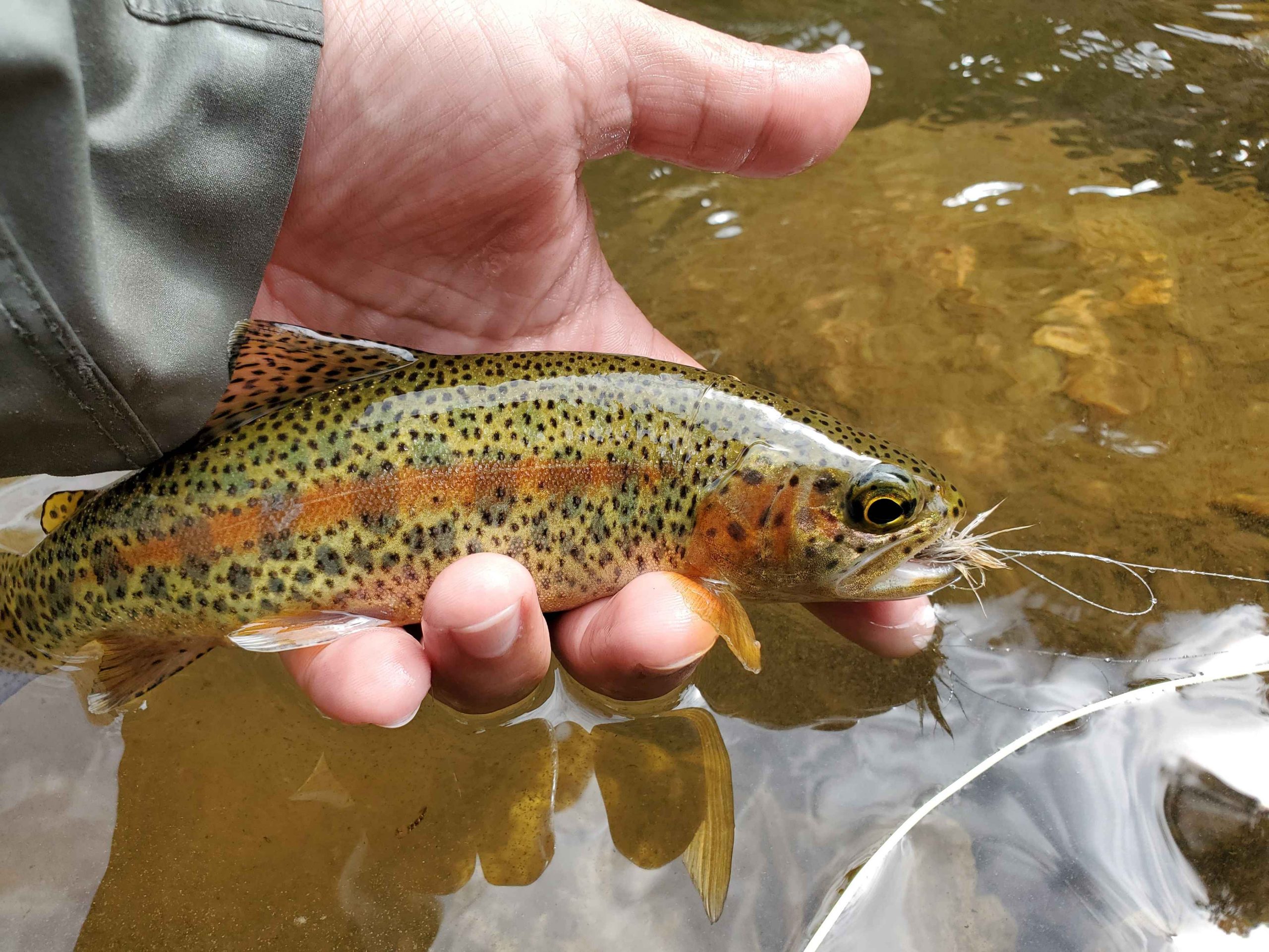 angler holding a rainbow trout
