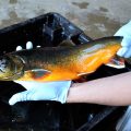 Wild Refuges to Save Native Fish: A Complicated Issue