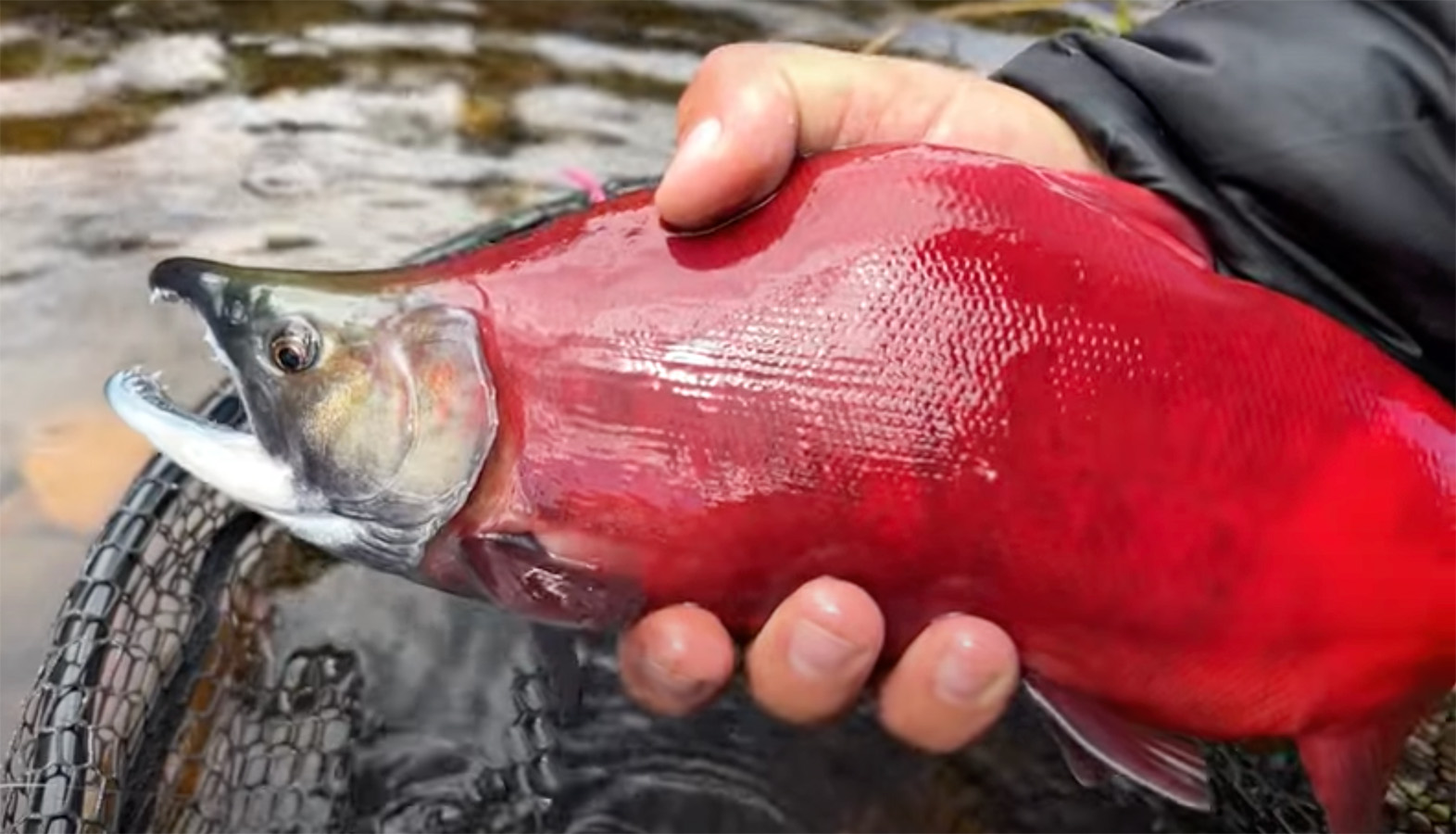 "Fishing the Fall Kokanee Salmon Run Colorado" MidCurrent