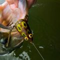 5 Tips for Fishing Frog Patterns