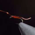 Tying Tuesday: Red Worm