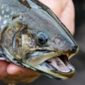 Federal Funding Helping Brook Trout