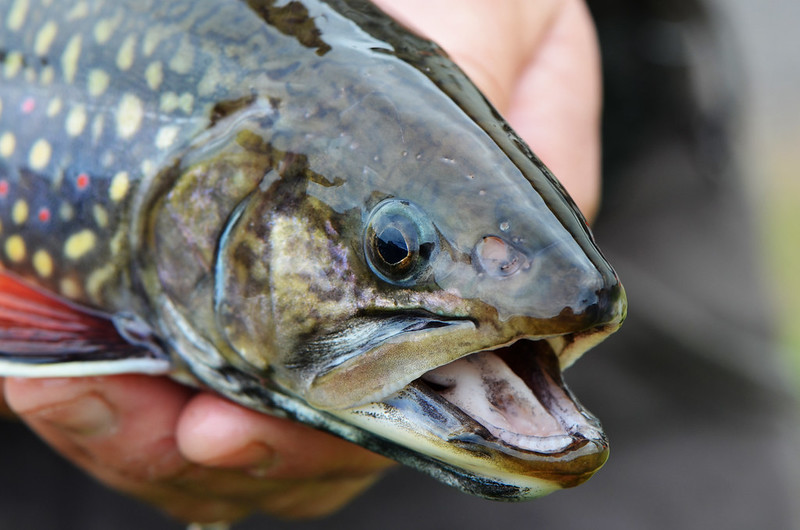 brook trout