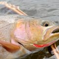 Trout Evolution in Lakes