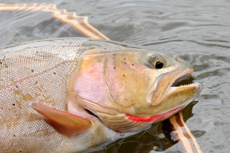 Group Sues to Block Cutthroat Conservation