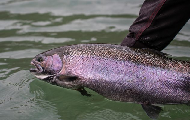 Opinion: Fly Fishing's Changes