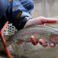 Which States Have the Best Fly Anglers?