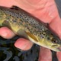 Six Foolproof Tips to Catch Fewer and Smaller Trout