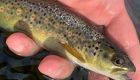 Six Foolproof Tips to Catch Fewer and Smaller Trout