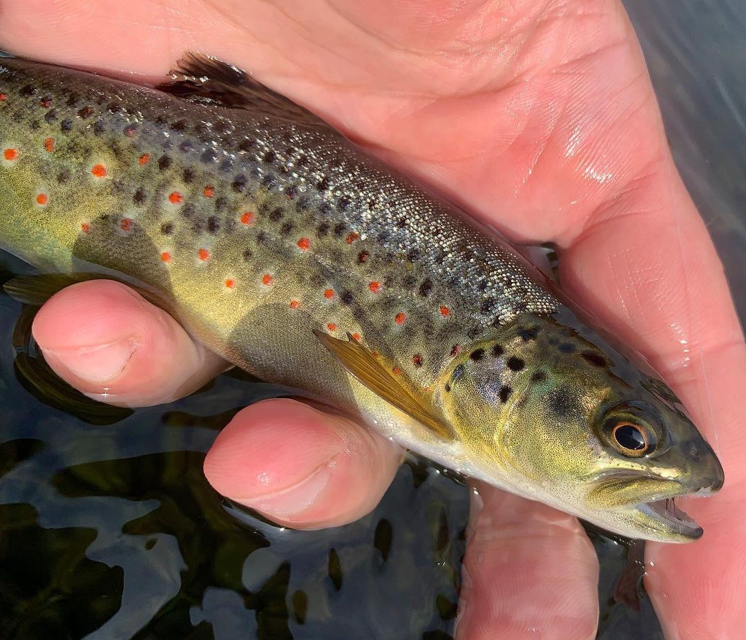 Six Foolproof Tips to Catch Fewer and Smaller Trout