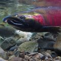 Hatchery Salmon Potentially Harming Wild Fish