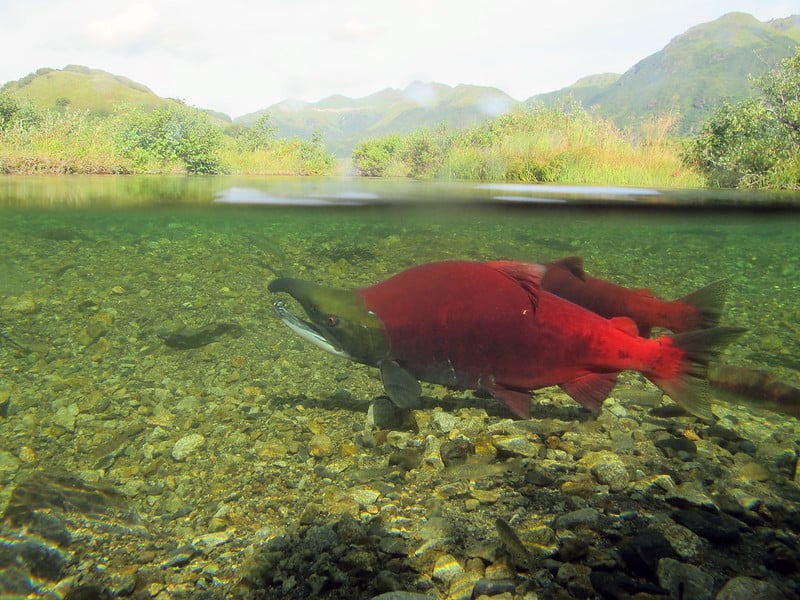 Salmon, Mines Compete Over ‘New’ Rivers