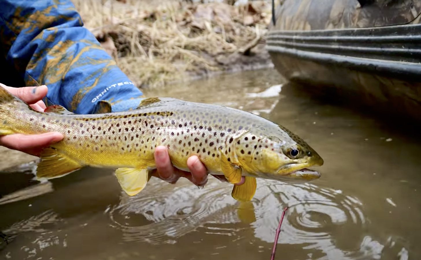 "Streamer Fishing Pennsylvania" MidCurrent