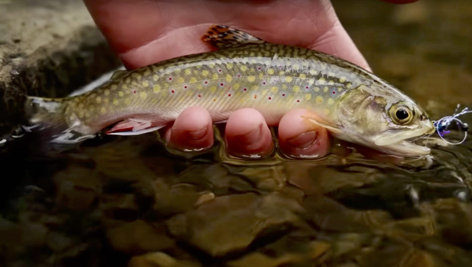 Nymphing For Native Brook Trout Midcurrent