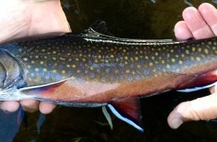 Benjamin Brady and the Brook Trout Bodhisattva