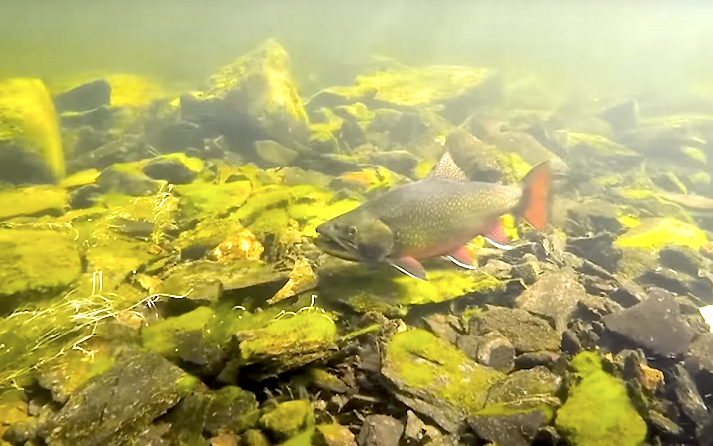 "World Record Brook Trout Nipigon River" MidCurrent