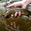 "Appalachian Brook Trout"