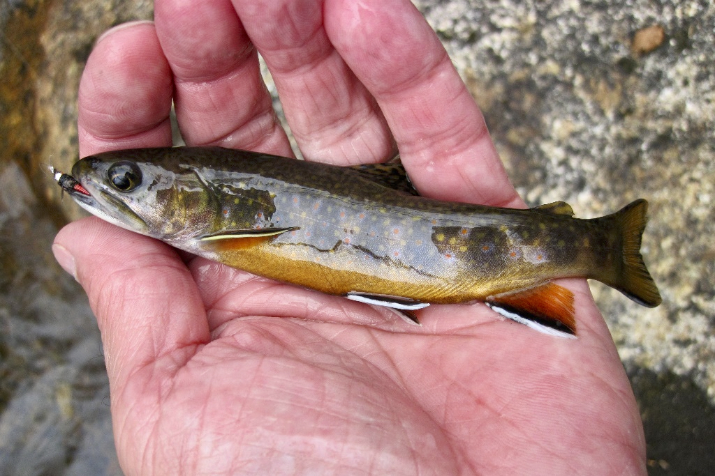 N.S. wild brook trout hold firm against millions of hatchery releases:  study