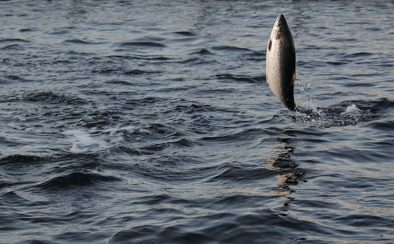 atlantic salmon