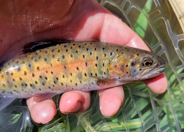 Rio Grande Cutthroat Restoration Project Finished | MidCurrent