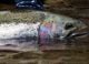 Steelhead Fishing Opens on Skagit, Sauk Rivers
