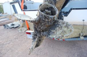 Quagga Mussels Found in Idaho