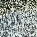 Understanding Global Impacts of Hatchery Fish on Wild Salmonids