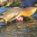 Early Autumn Trout Tactics