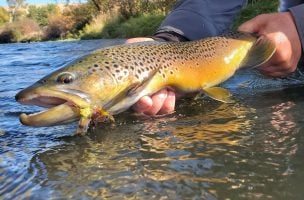 Early Autumn Trout Tactics