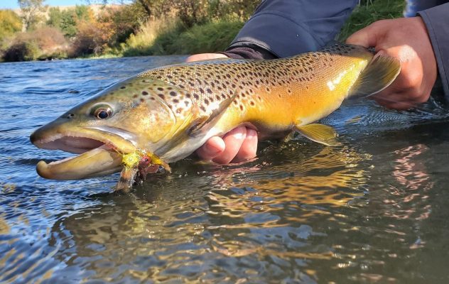 Early Autumn Trout Tactics