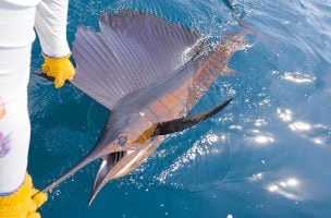 Fly Fishing the Sailfish Capital of the World