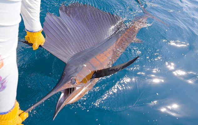 Fly Fishing the Sailfish Capital of the World