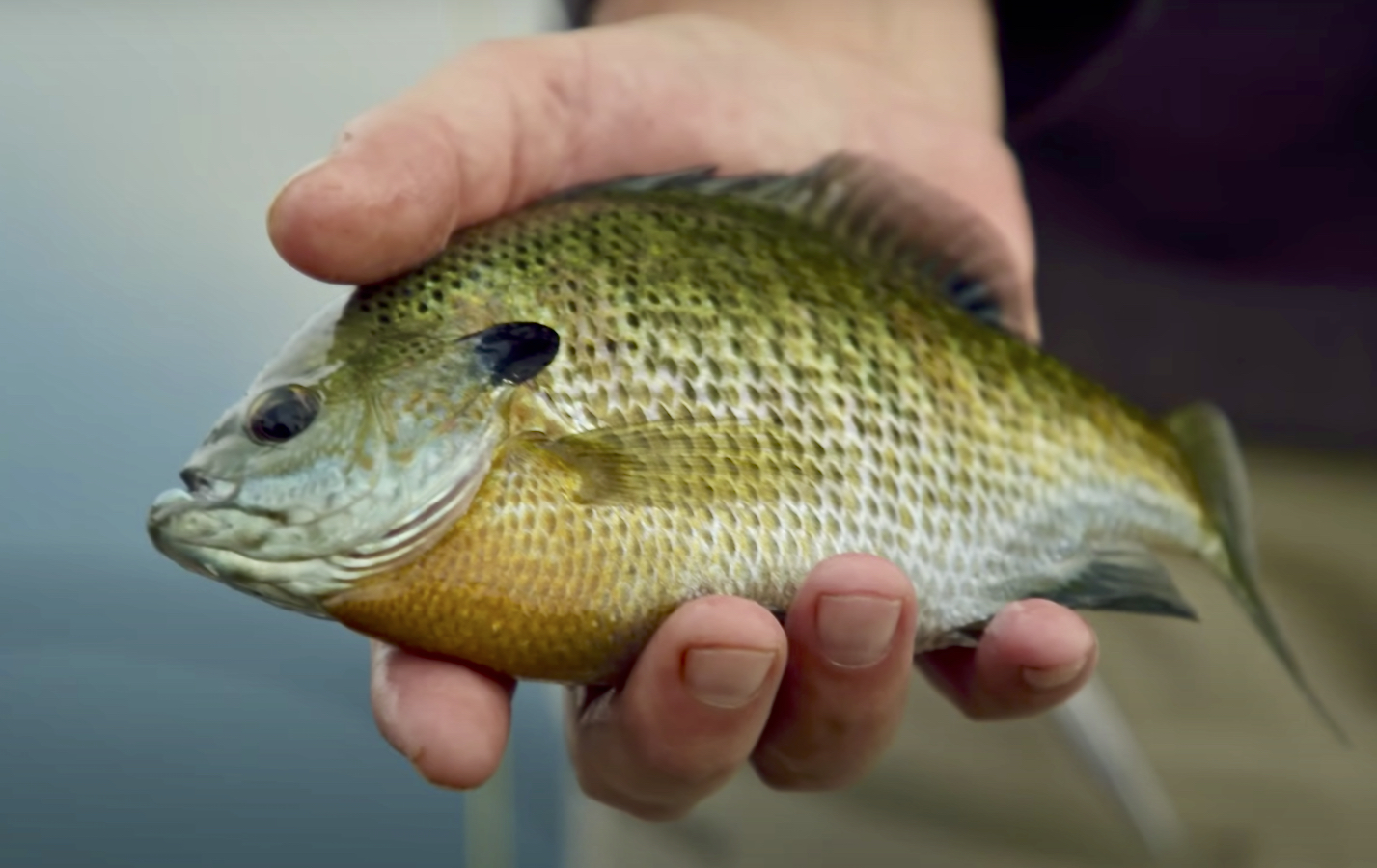 FLY FISHING FOR BLUEGILL - ToFlyFish