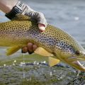 "Montana: An Ultimate Fly Fishing Experience"
