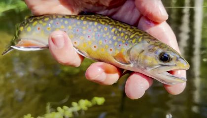 "The Art of Native Trout Fishing with Dry Flies"