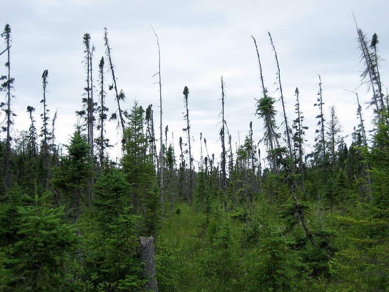 Results of Hearth on Boreal Forests