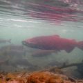 Yukon Salmon Struggles Continue